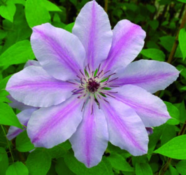 Clematis Nelly Moser